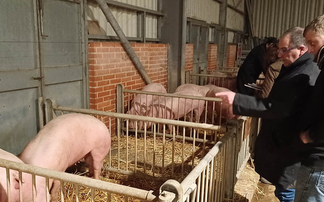 Le Porc d'Antan au concours de bestiaux à le Cateau Cambresis