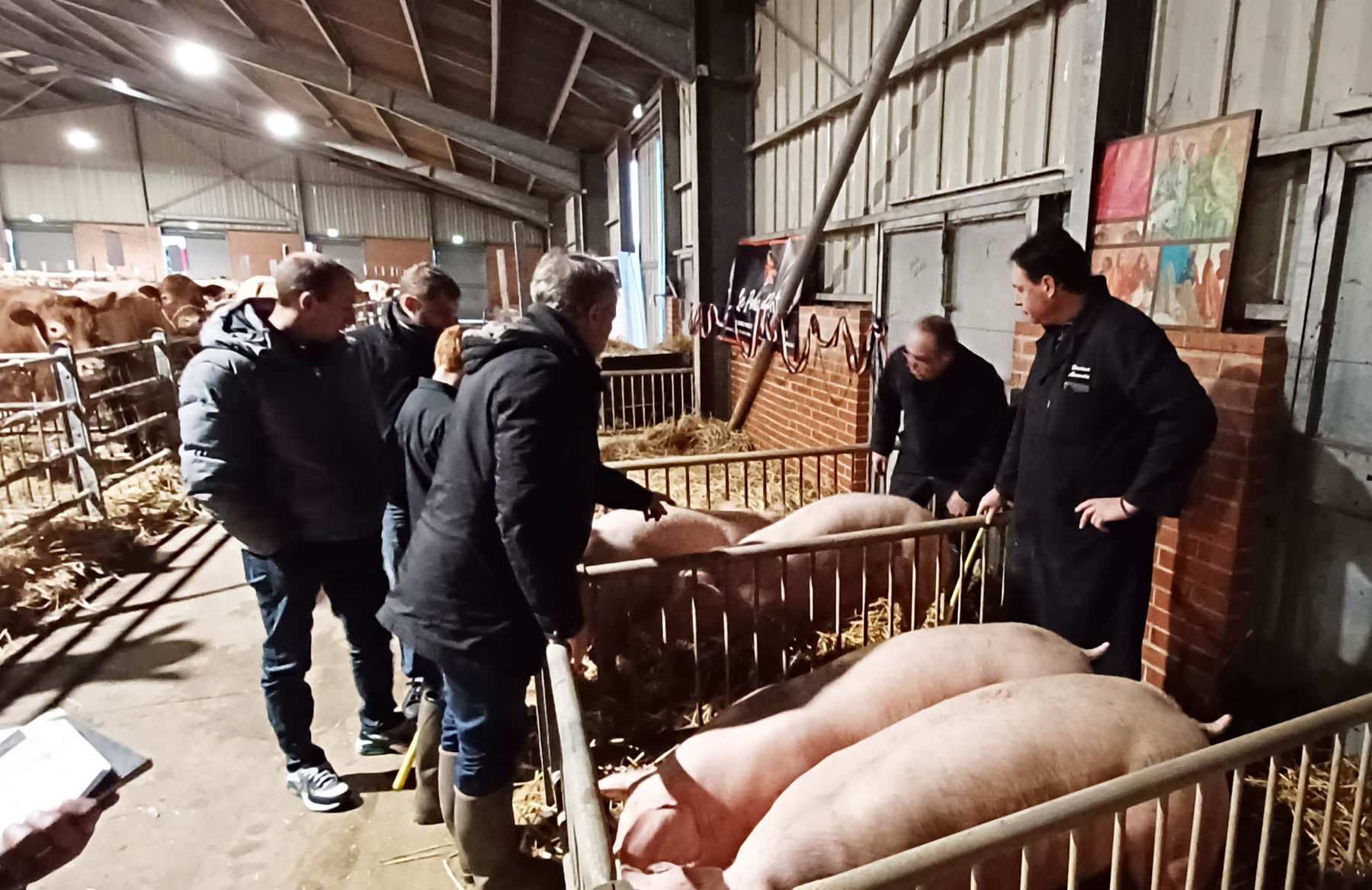 Le Porc d'Antan au concours de bestiaux à le Cateau Cambresis